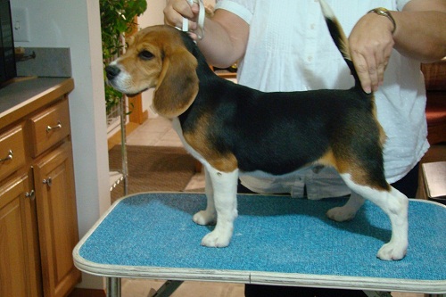Johnny the Beagle