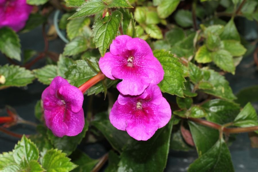 Achimenes longiflora